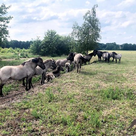 B&B De Konik Bourtange Dış mekan fotoğraf