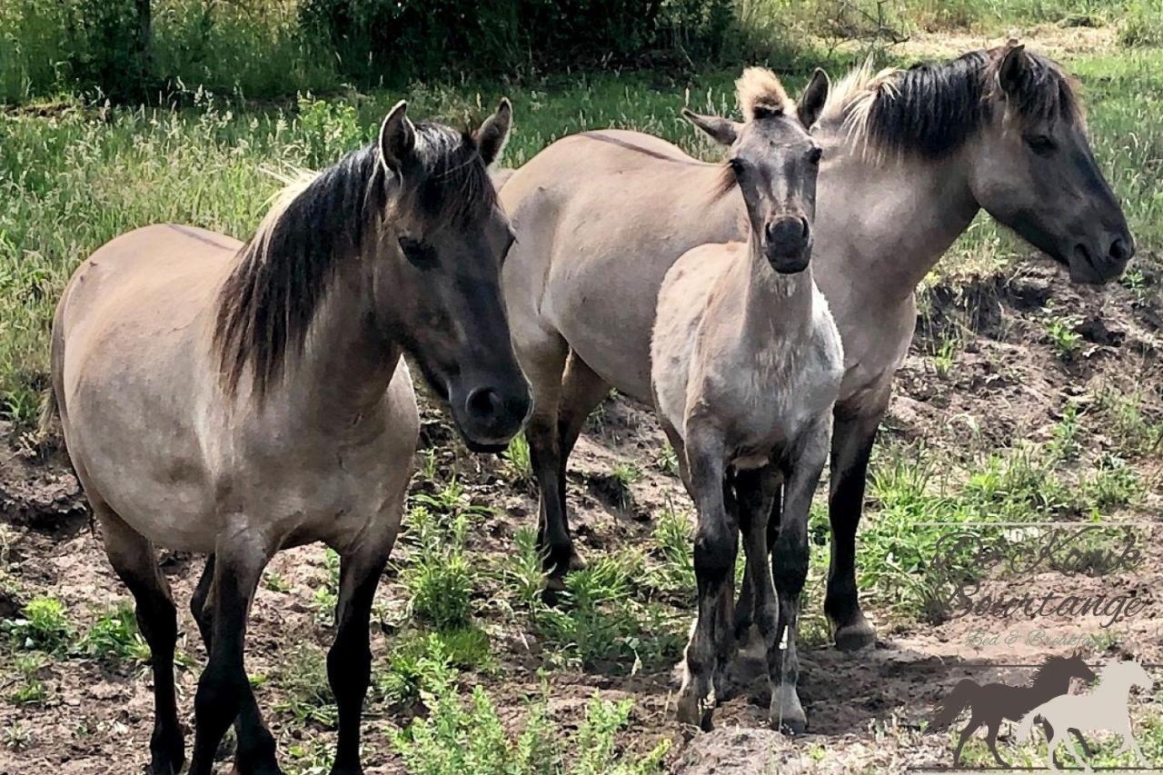 B&B De Konik Bourtange Dış mekan fotoğraf