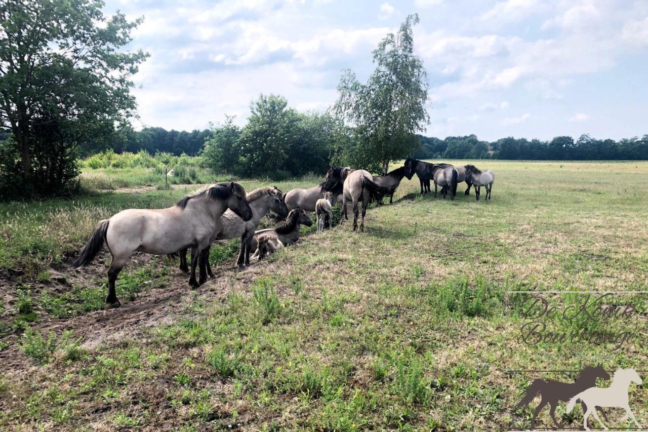 B&B De Konik Bourtange Dış mekan fotoğraf
