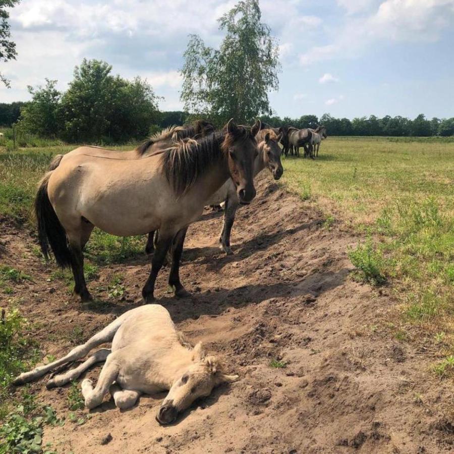 B&B De Konik Bourtange Dış mekan fotoğraf